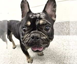 French Bulldog-Unknown Mix Dogs for adoption in Houston, TX, USA