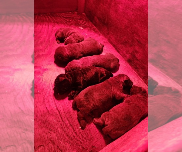 Medium Photo #1 Cane Corso Puppy For Sale in SHELBY, NC, USA