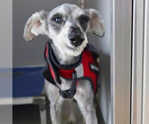 Miniature Schnauzer-Unknown Mix Dogs for adoption in San Antonio, TX, USA