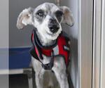 Small Miniature Schnauzer Mix