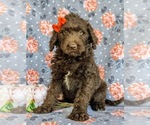 Small Photo #1 Labradoodle Puppy For Sale in KINZERS, PA, USA