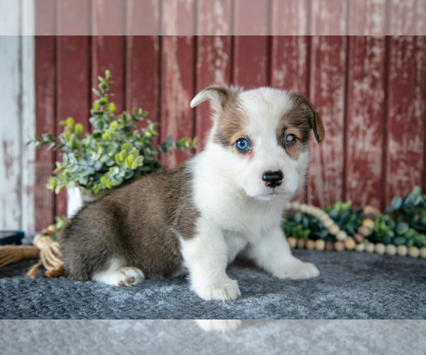 Medium Photo #3 Pembroke Welsh Corgi Puppy For Sale in BREMEN, IN, USA