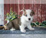 Small #2 Pembroke Welsh Corgi