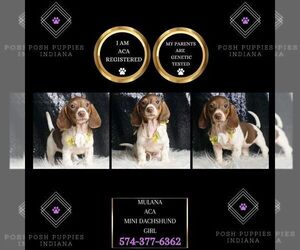 Dachshund Puppy for sale in WARSAW, IN, USA
