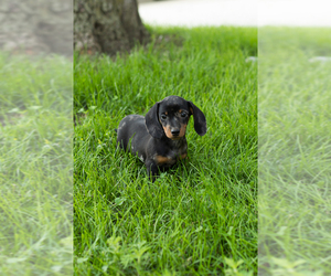 Dachshund Puppy for sale in NAPPANEE, IN, USA