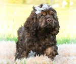 Small Photo #35 Cocker Spaniel Puppy For Sale in WARSAW, IN, USA