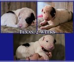 Small Photo #51 Border Collie Puppy For Sale in BROOKFIELD, MO, USA
