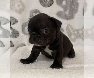 French Bulldog Puppy for sale in JOHNS ISLAND, SC, USA