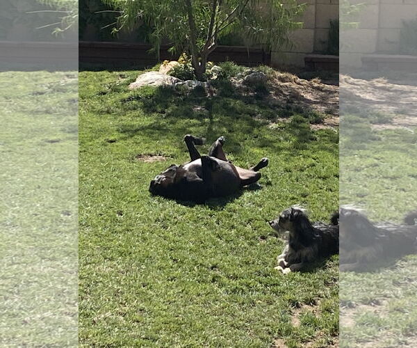 Medium Photo #3 American Pit Bull Terrier-Labrador Retriever Mix Puppy For Sale in Chandler, AZ, USA