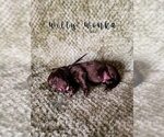 Small Photo #14 Labradoodle Puppy For Sale in ELIZABETH CITY, NC, USA