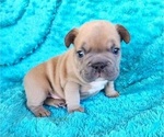 Small #18 French Bulldog