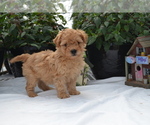 Small #1 Cavapoo (Miniature)-Poodle (Toy) Mix