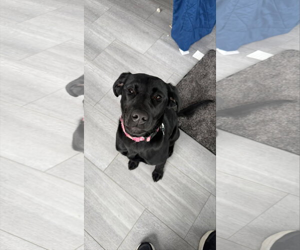 Medium Photo #3 Mutt Puppy For Sale in Farmington, MN, USA