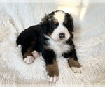 Small Photo #3 Bernese Mountain Dog Puppy For Sale in CUYAHOGA FALLS, OH, USA