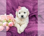 Small Photo #7 Goldendoodle-Poodle (Toy) Mix Puppy For Sale in AIRVILLE, PA, USA