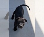 Small Photo #8 American Pit Bull Terrier Puppy For Sale in SPTBG, SC, USA
