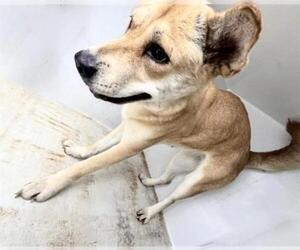 Chow Chow-Unknown Mix Dogs for adoption in Houston, TX, USA