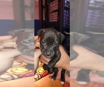 Puppy Puppy 8 American Staffordshire Terrier