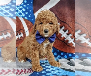 Goldendoodle-Poodle (Miniature) Mix Puppy for sale in LEOLA, PA, USA