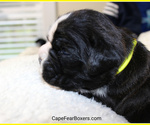 Small Photo #6 Boxer Puppy For Sale in WILMINGTON, NC, USA