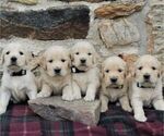Small Photo #2 Golden Retriever Puppy For Sale in HONEY BROOK, PA, USA