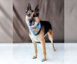 Small #1 German Shepherd Dog