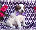 Small Photo #6 Australian Stumpy Tail Cattle Dog-Poodle (Toy) Mix Puppy For Sale in CLAY, PA, USA