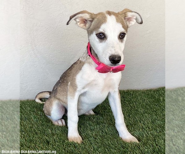 Medium Photo #3 Huskies -Labrador Retriever Mix Puppy For Sale in San Diego, CA, USA