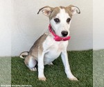 Small #2 Huskies -Labrador Retriever Mix