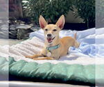 Small #7 Chihuahua