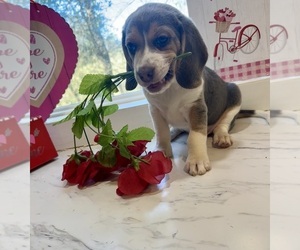 Beagle Puppy for sale in NACOGDOCHES, TX, USA
