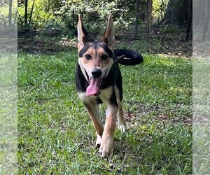 German Shepherd Dog-Unknown Mix Dogs for adoption in Yardley, PA, USA