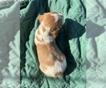 Small #1 Brittany