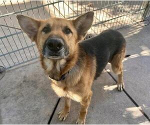 German Shepherd Dog Dogs for adoption in Martinez, CA, USA
