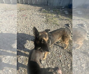 German Shepherd Dog Dogs for adoption in Houston, TX, USA