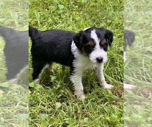 Border Collie-Goldendoodle Mix Litter for sale in CHELSEA, MI, USA
