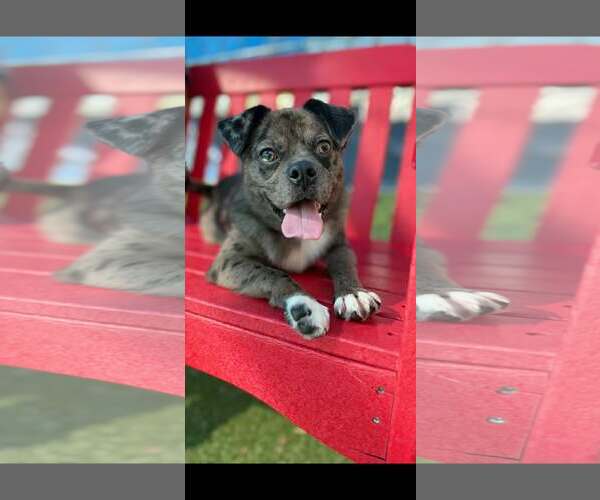 Medium Photo #3 Mutt Puppy For Sale in Woodbury, NY, USA