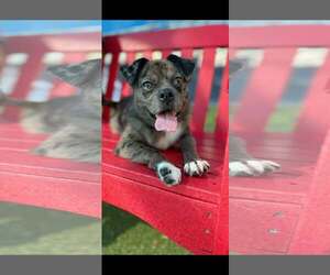 RIZZO - Male Mutt Dog for Adoption - Photo #3