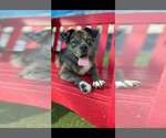 Small Photo #3 Mutt Puppy For Sale in Woodbury, NY, USA