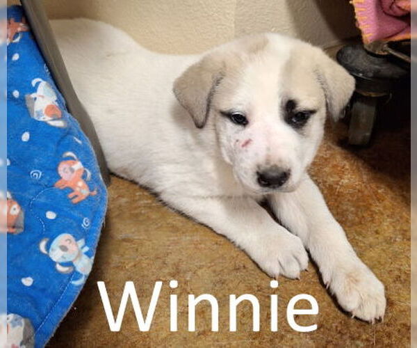 Medium Photo #1 Labrenees Puppy For Sale in Mountain View, AR, USA