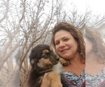 Small Photo #11 Australian Shepherd Puppy For Sale in WILLIAMSBURG, CO, USA