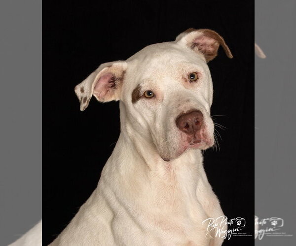 Medium Photo #8 Mutt Puppy For Sale in Claremore, OK, USA