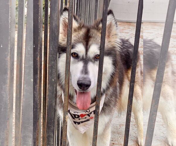 Medium Photo #5 Siberian Husky Puppy For Sale in Santa Clarita, CA, USA