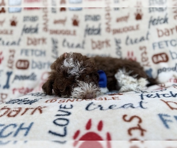 Medium Photo #2 Havapoo Puppy For Sale in LAKELAND, FL, USA