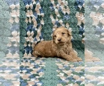 Small Photo #3 Australian Labradoodle Puppy For Sale in MACON, IL, USA