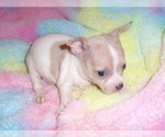 Small #8 Chihuahua