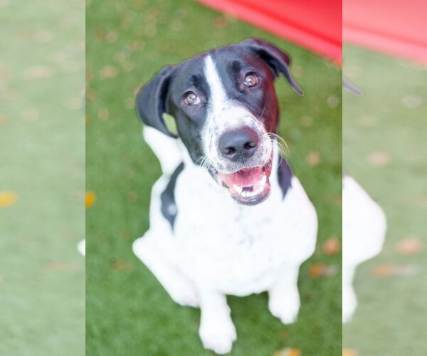 Medium Photo #1 Mutt Puppy For Sale in Canton, CT, USA