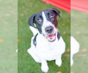 Mutt Dogs for adoption in Canton, CT, USA