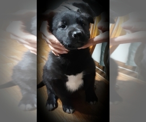 Border Collie-Norwegian Elkhound Mix Puppy for sale in CHATFIELD, MN, USA