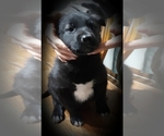 Small Photo #1 Border Collie-Norwegian Elkhound Mix Puppy For Sale in CHATFIELD, MN, USA